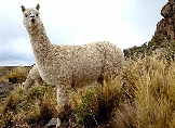 Alpaca to Yak - fibre animals other than sheep