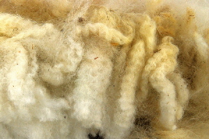 Huacaya alpaca prime blanket clip | Wild Fibres natural fibres