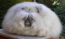 English Angora rabbit (photo Betty Chu)