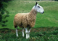 Blue-faced Leicester sheep | Wild Fibres natural fibres