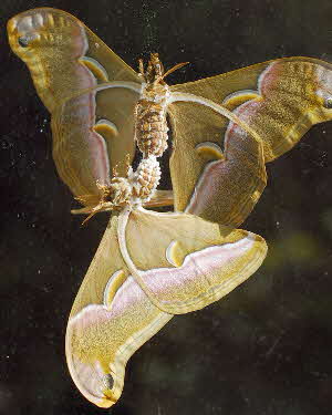 Eri silkmoths mating, Samia cynthia | Wild Fibres natural fibres