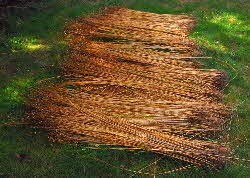 newly harvested flax stems laid out for dew-retting on grass lawn