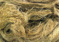 Line Flax fibre - © Mike Roberts