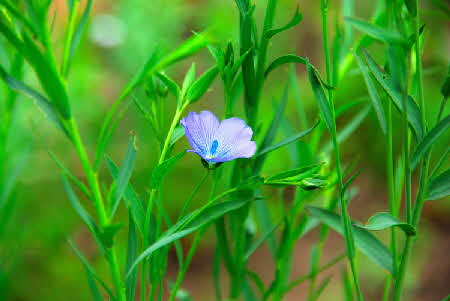 Flax in flower - © Mike Roberts