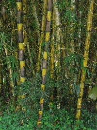 Giant Bamboo in Ecuador (after Scotteaux)