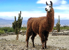 Llama - south American camelid producing fibre | Wild Fibres natural fibres