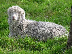 Angora goat (photo Adrian Pingstone)