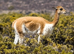 Vicuna - a wild south American camelid | Wild Fibres natural fibres