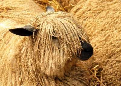 Wensleydale long wool sheep