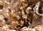 Wensleydale fleece wool fibre - © Mike Roberts
