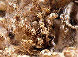 Wensleydale fleece wool fibre