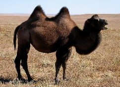 Camels from Asia & North Africa | Wild Fibres natural fibres