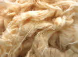 Fine Loose Cotton fibre - � Mike Roberts