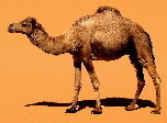Dromedary camels of north Africa | Wild Fibres natural fibres