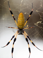 golden orb spider | Wild Fibres natural fibres