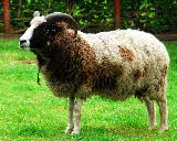 Jacob sheep | Wild Fibres natural fibres
