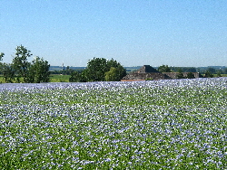 Field of Flax in Belgium | Natural Fibres