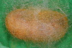 Silk is a natural fibre | Wild Fibres natural fibres