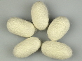 Spinning silk cocoons | Wild Fibres natural fibres