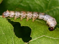 Silkworm eggs & larvae | Wild Fibres natural fibres