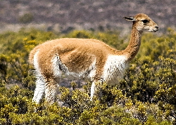 Vicuna in South American Andes | Wild Fibres natural fibres