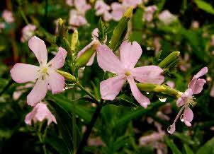 Soapwort flowers