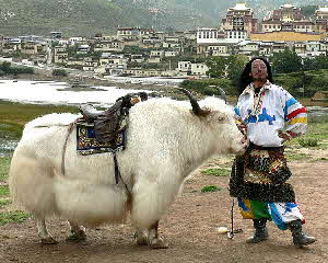 Yak in Sichuan, China (photo by Evelyn Roberts)