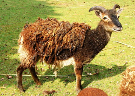 Soay sheep