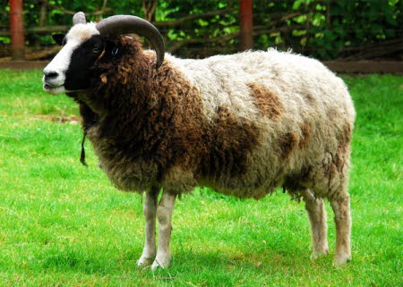 Jacob sheep