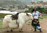 Yak in Sichuan, China