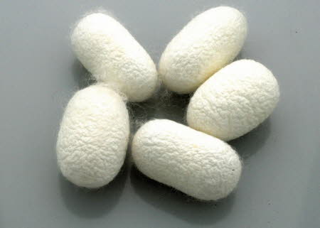 Mulberry silk cocoons