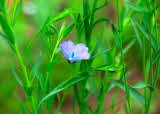 Common flax in flower