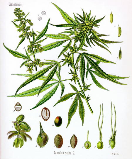 Hemp (Cannabis sativa)