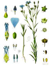 Flax (Linum)