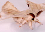 Male Mulberry silkmoth