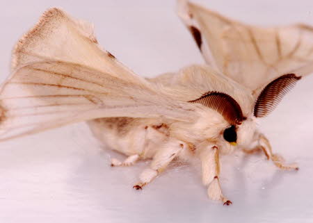 Male Mulberry silkmoth