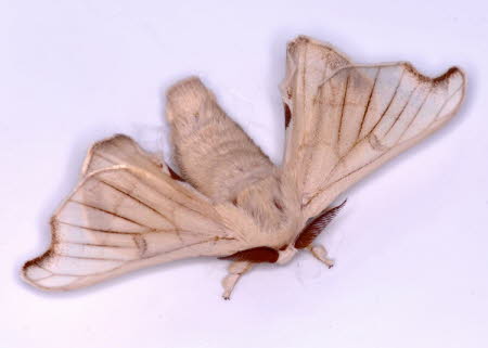 Male Mulberry silkmoth