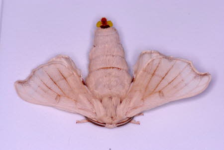 Female Mulberry silkmoth 