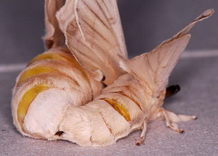 Mulberry silkmoths mating