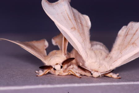 Mulberry silkmoths mating