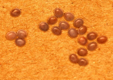 Older fertile silkworm eggs