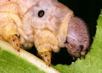 Silkworm larva feeding on mulberry leaf
