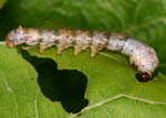4th instar silkworm larva