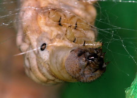 Silkworm larva spinning 