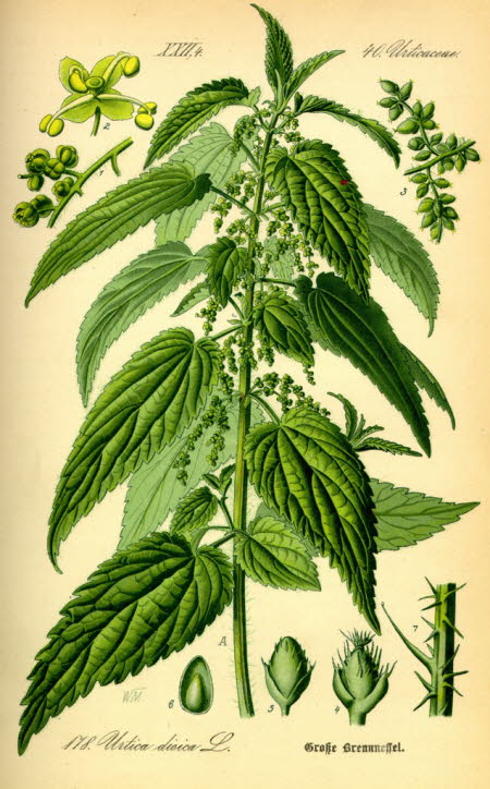 Nettle (Urtica)