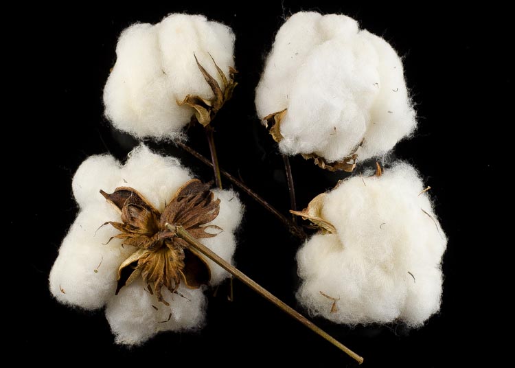 Buy Cotton Bolls for teaching & as 2nd wedding anniversary gift