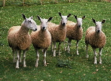 Blue-Faced Leicester Sheep
