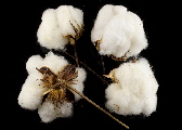 Buy natural cotton bolls