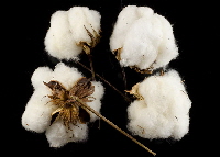Buy natural cotton bolls