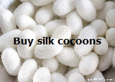 Buy silk cocoons and silk fibres